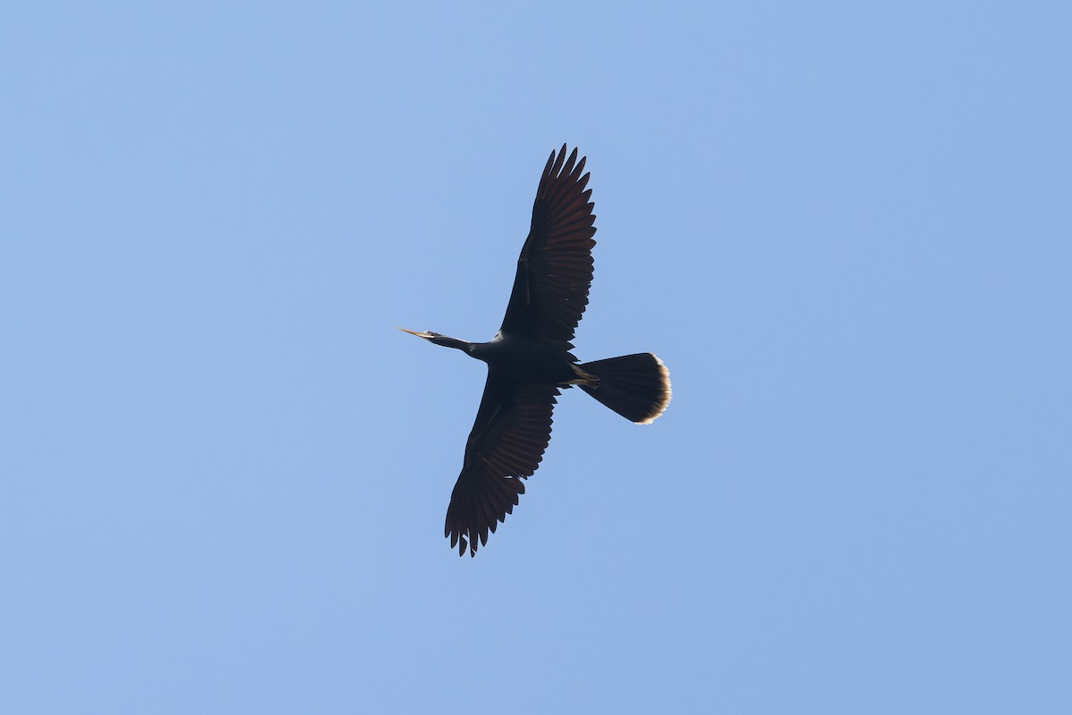 Anhinga - ML637574332