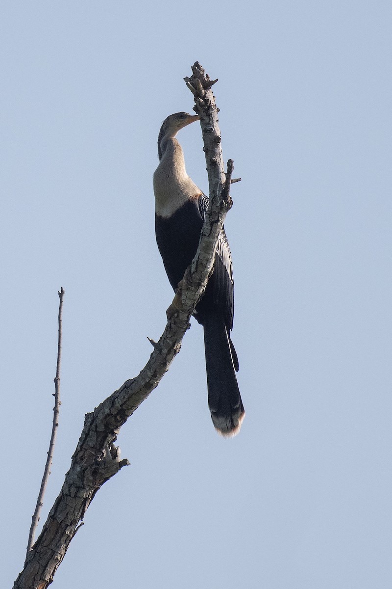 Anhinga - ML637574333