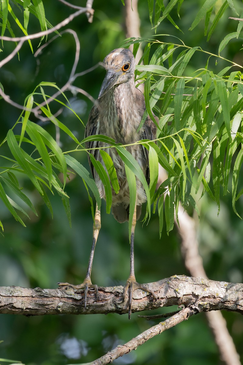 Yellow-crowned Night Heron - ML637574337