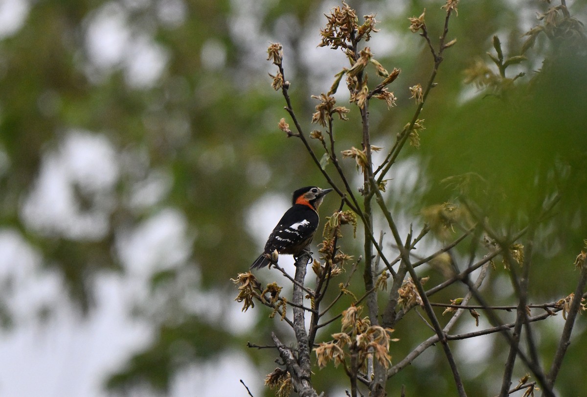 Crimson-naped Woodpecker - ML637574342