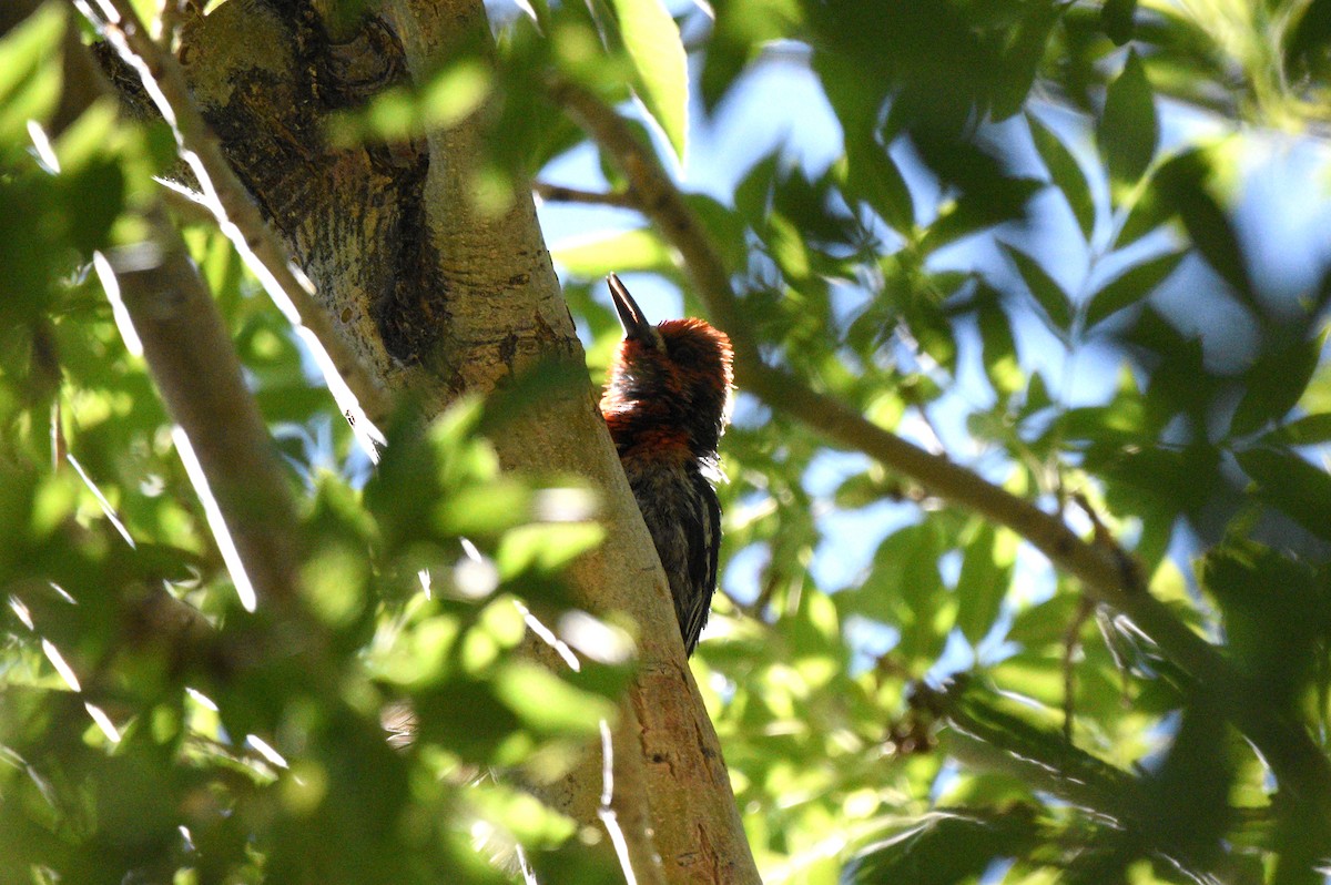 Red-breasted Sapsucker - ML637574343