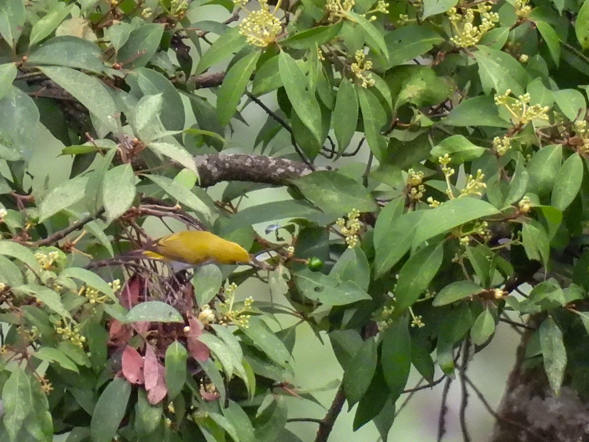 Hume's White-eye - ML637574351