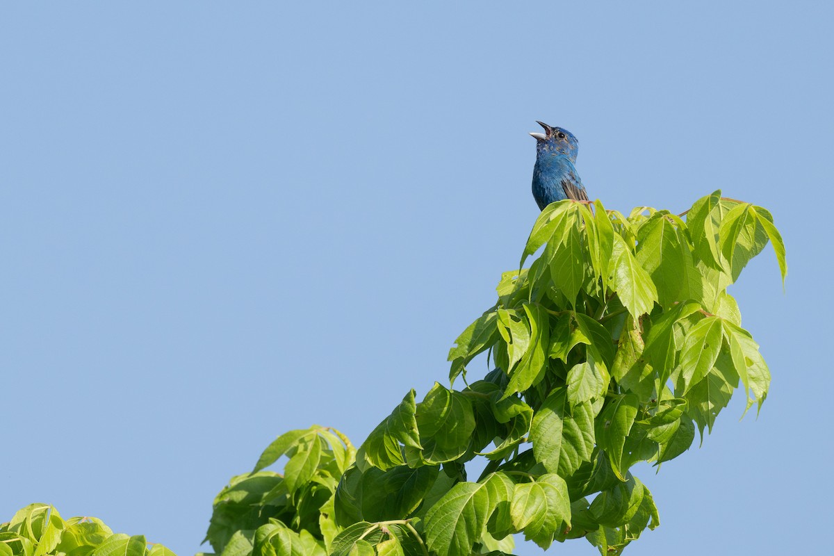 Indigo Bunting - ML637574352