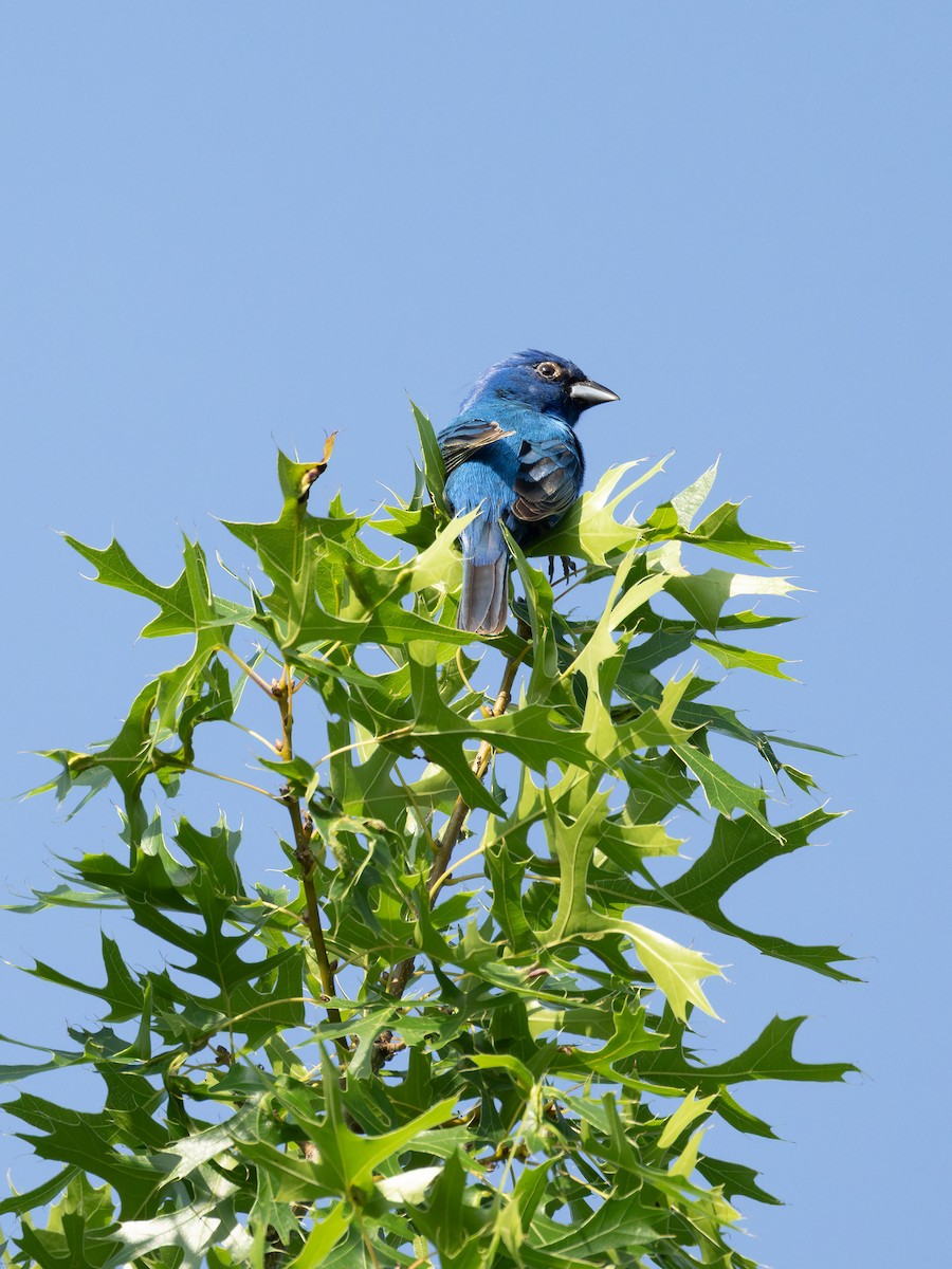 Indigo Bunting - ML637574353