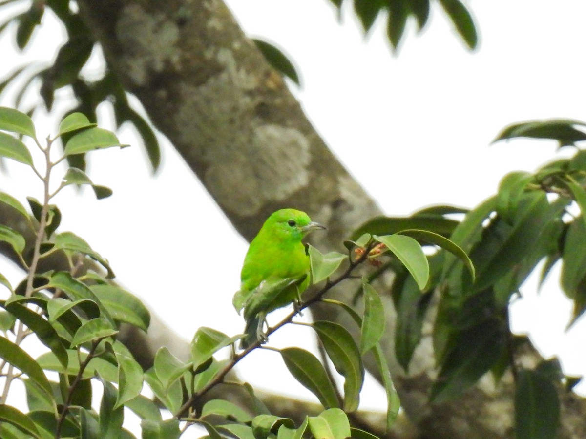 Blue-winged Leafbird - ML637574360