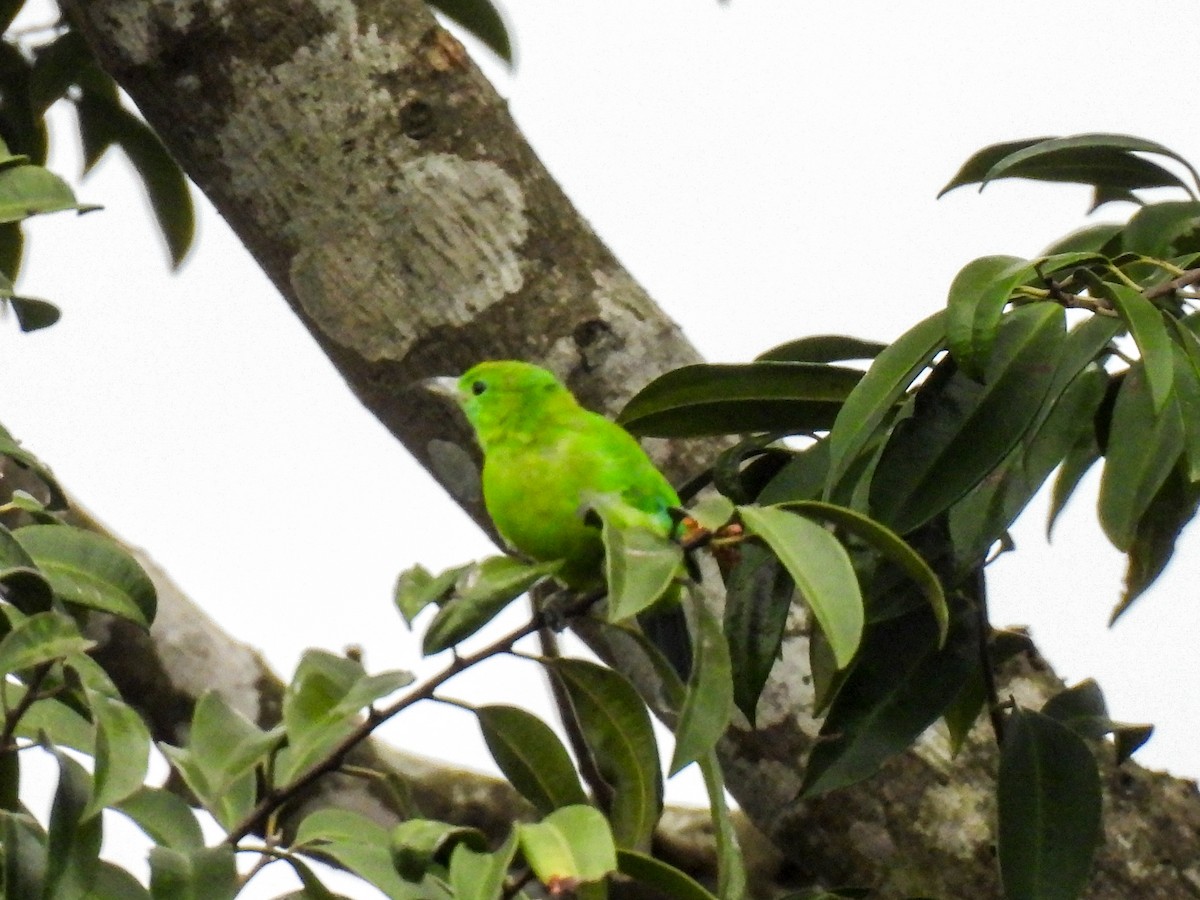 Blue-winged Leafbird - ML637574361