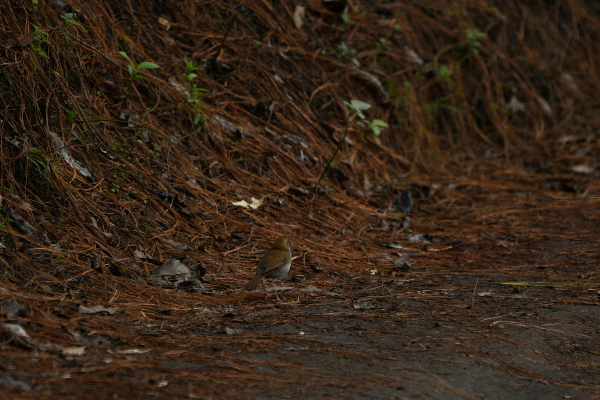 Russet Nightingale-Thrush - ML637574393