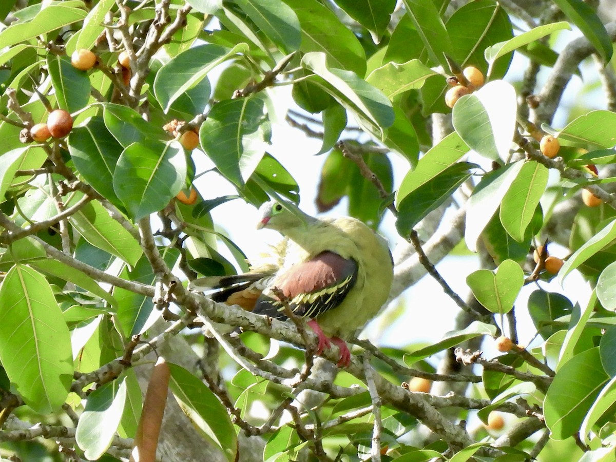 Thick-billed Green-Pigeon - ML637574417