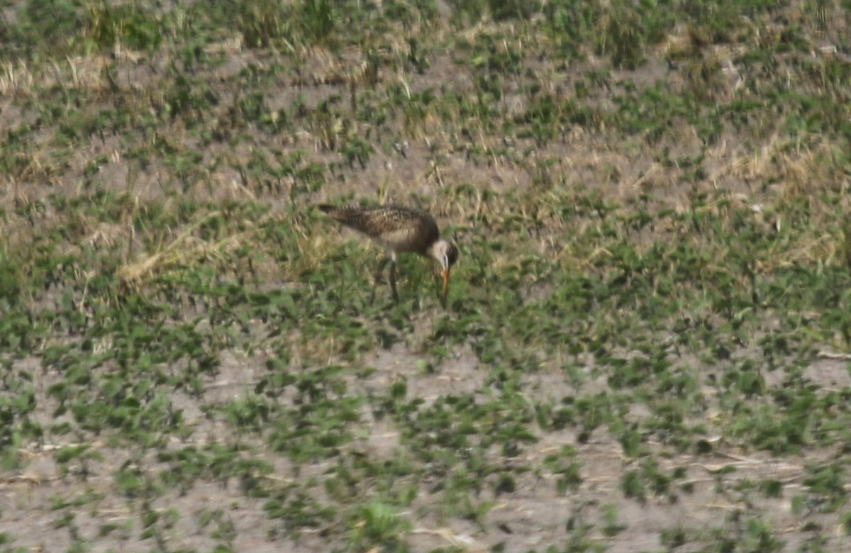 Marbled Godwit - ML637574421