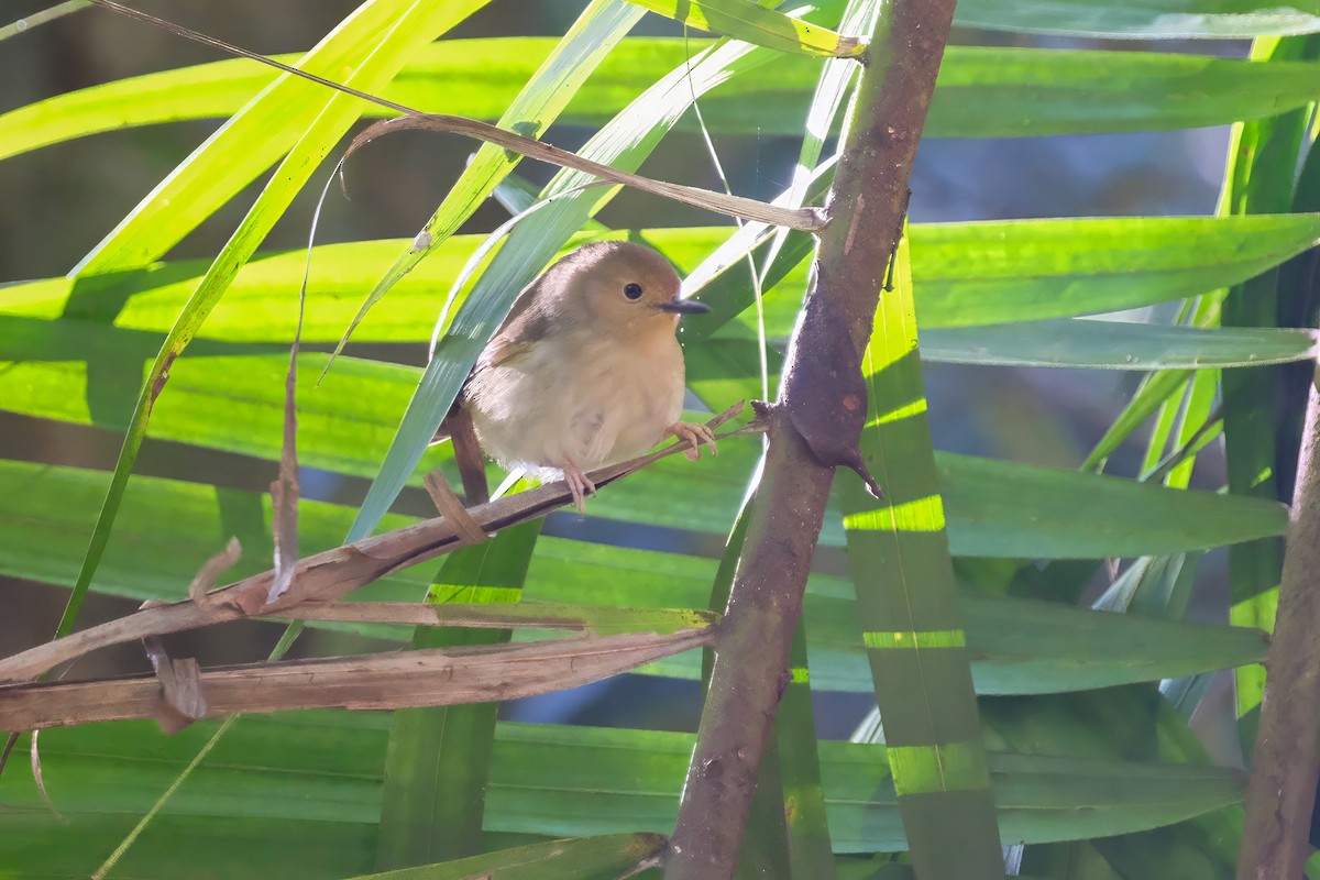 Large-billed Scrubwren - ML637574431