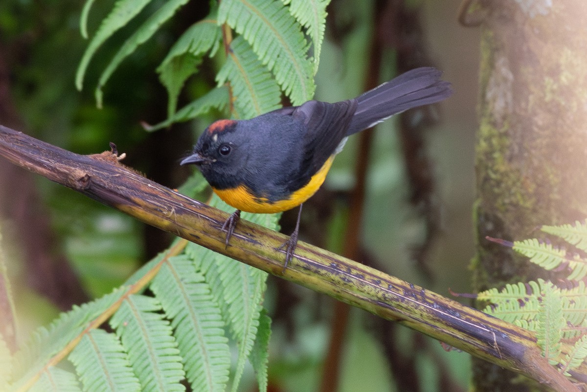 Slate-throated Redstart - ML637574437