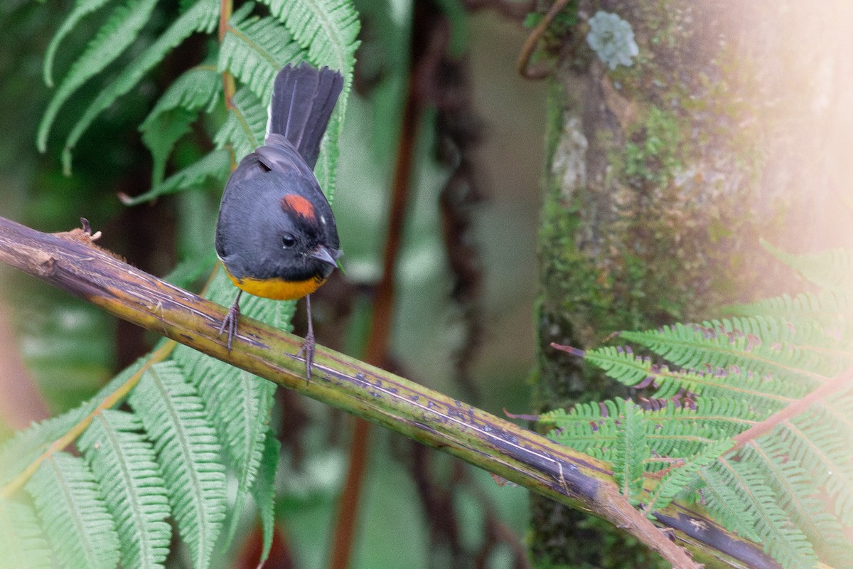 Slate-throated Redstart - ML637574440