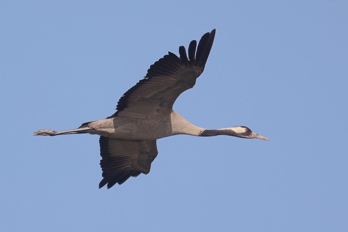 Common Crane - ML637574477