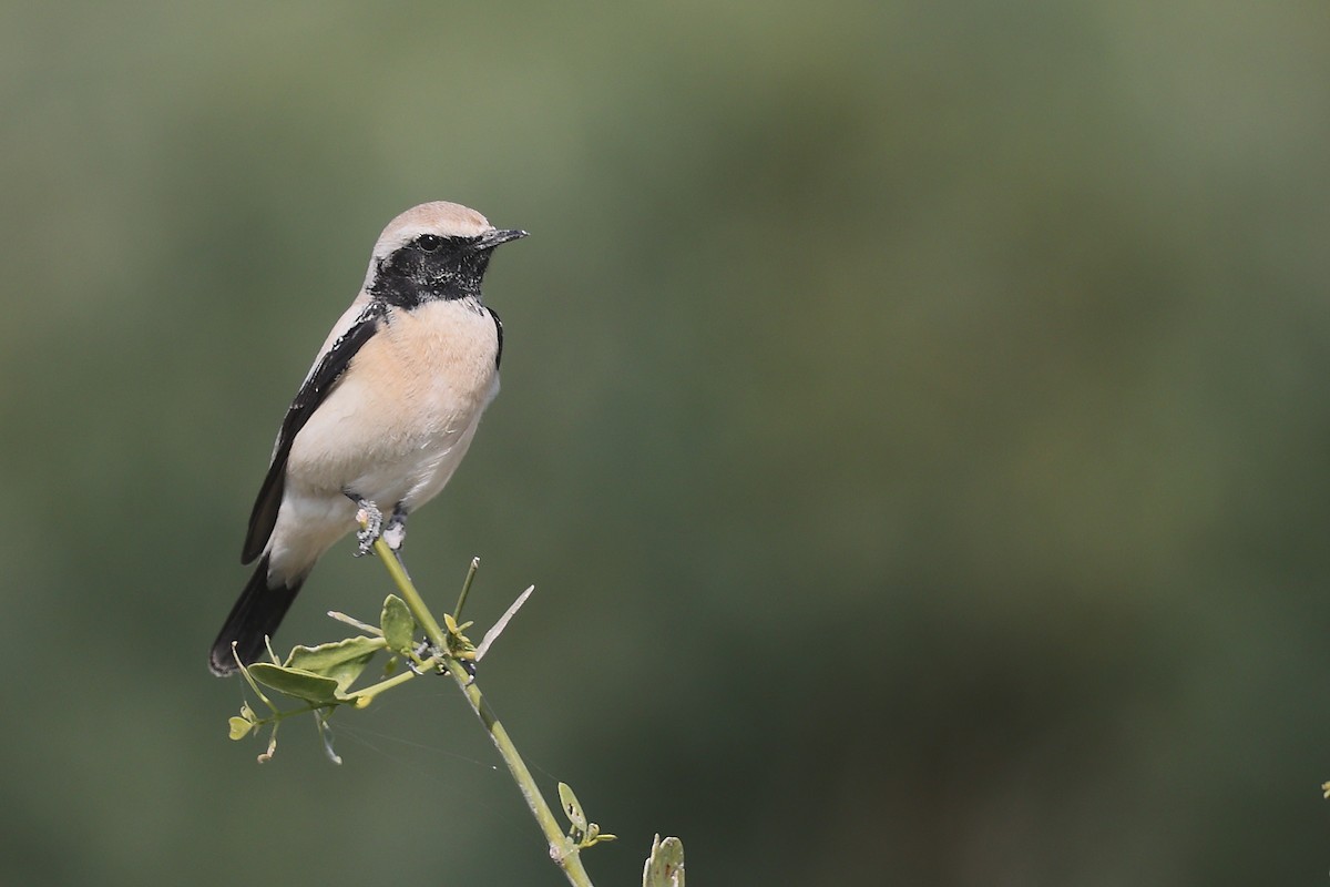Desert Wheatear - ML637574484