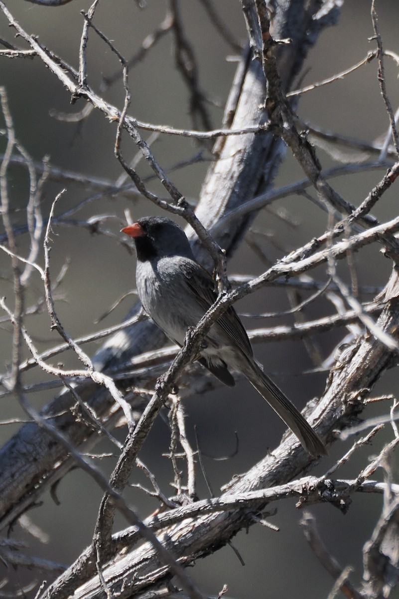 アゴグロヒメドリ - ML637574532