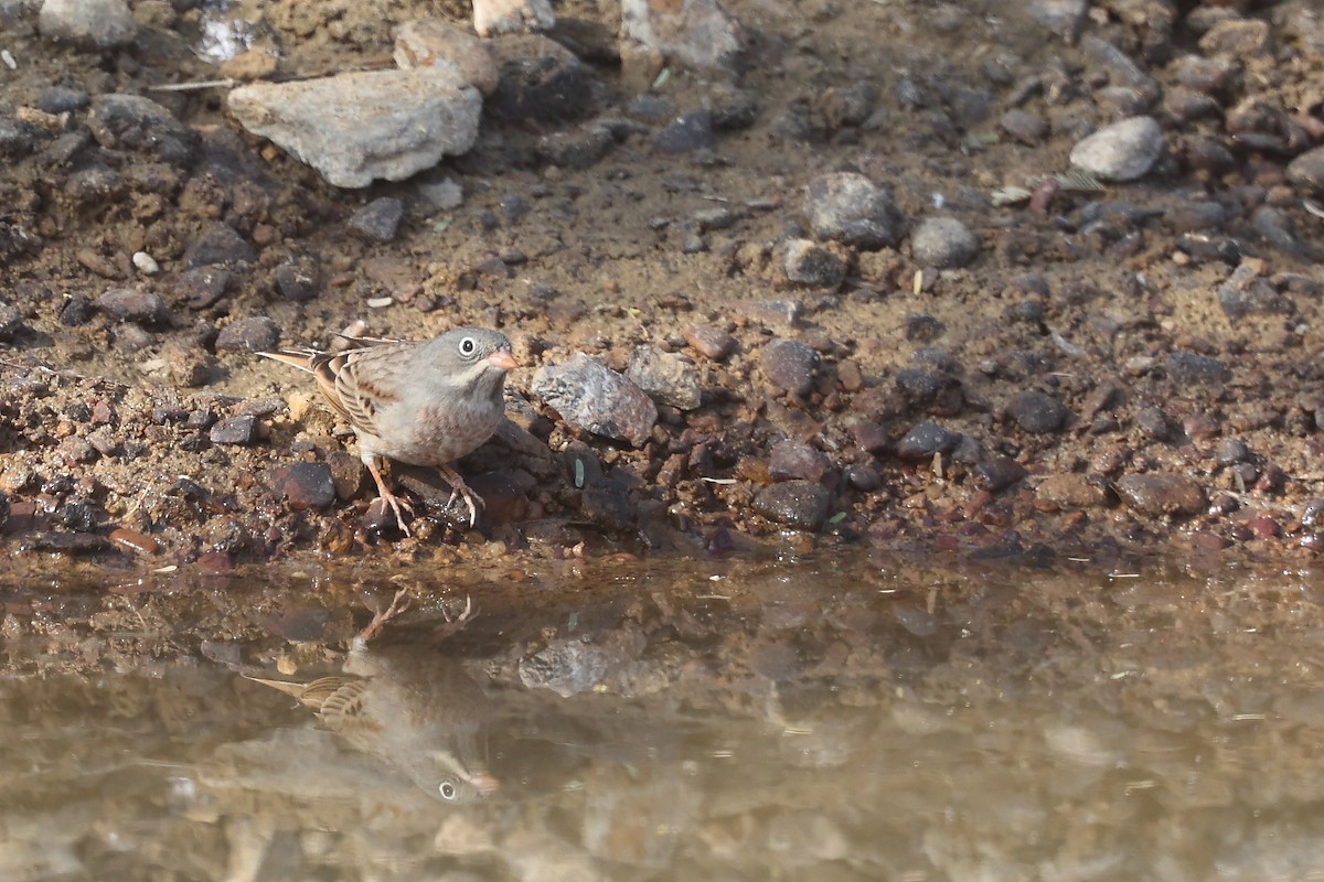 Gray-necked Bunting - ML637574540