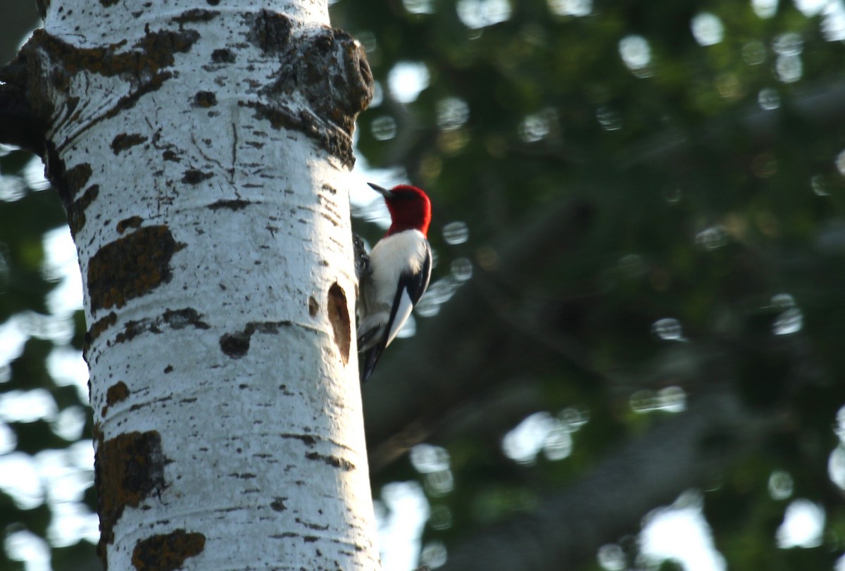 Red-headed Woodpecker - ML637574554