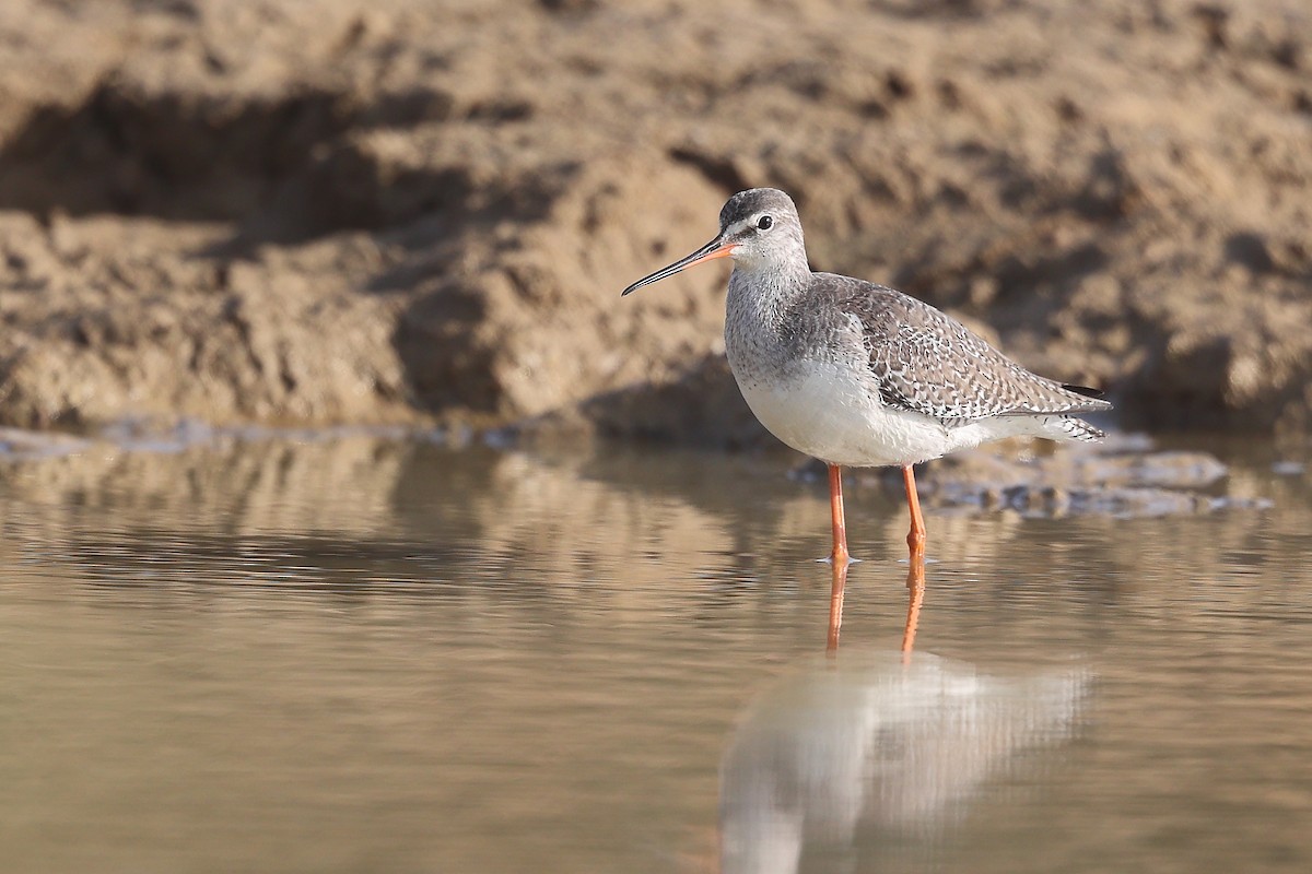 Spotted Redshank - ML637574560