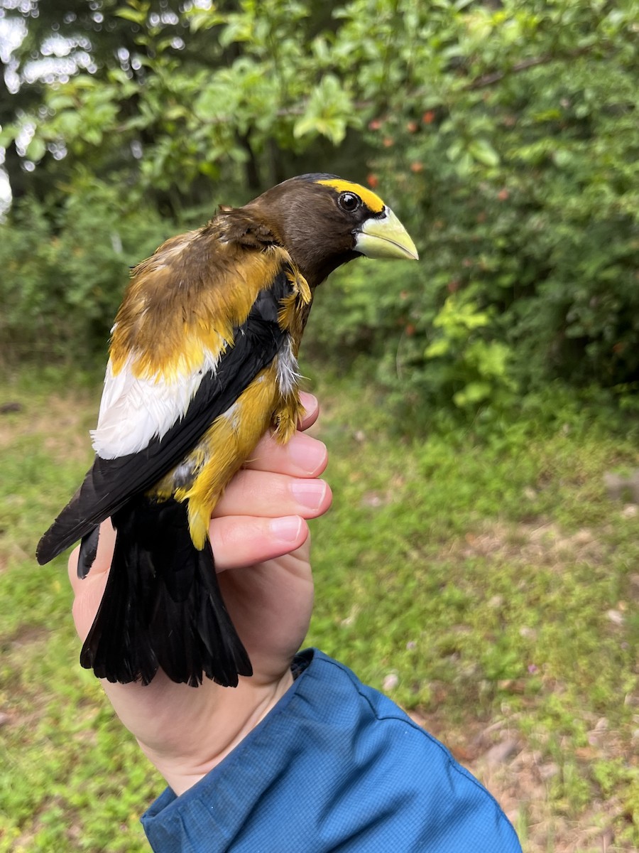 Evening Grosbeak (type 1) - ML637574567