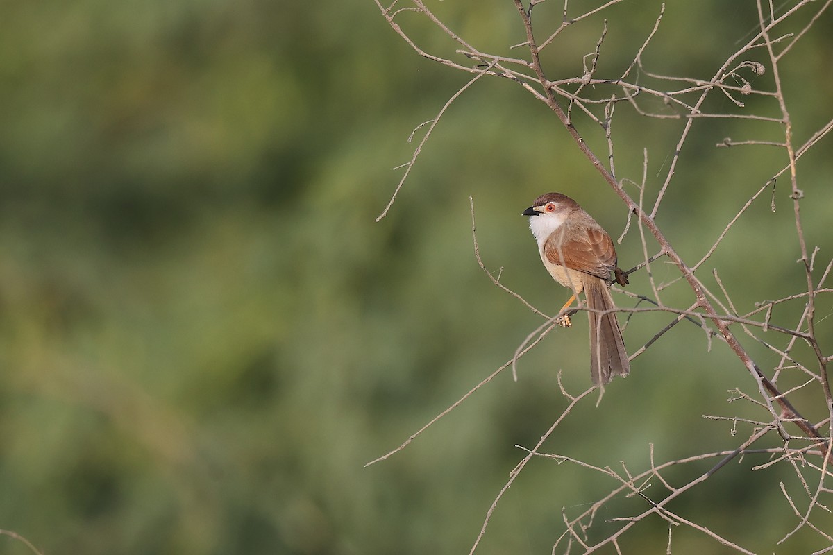 Yellow-eyed Babbler - ML637574568