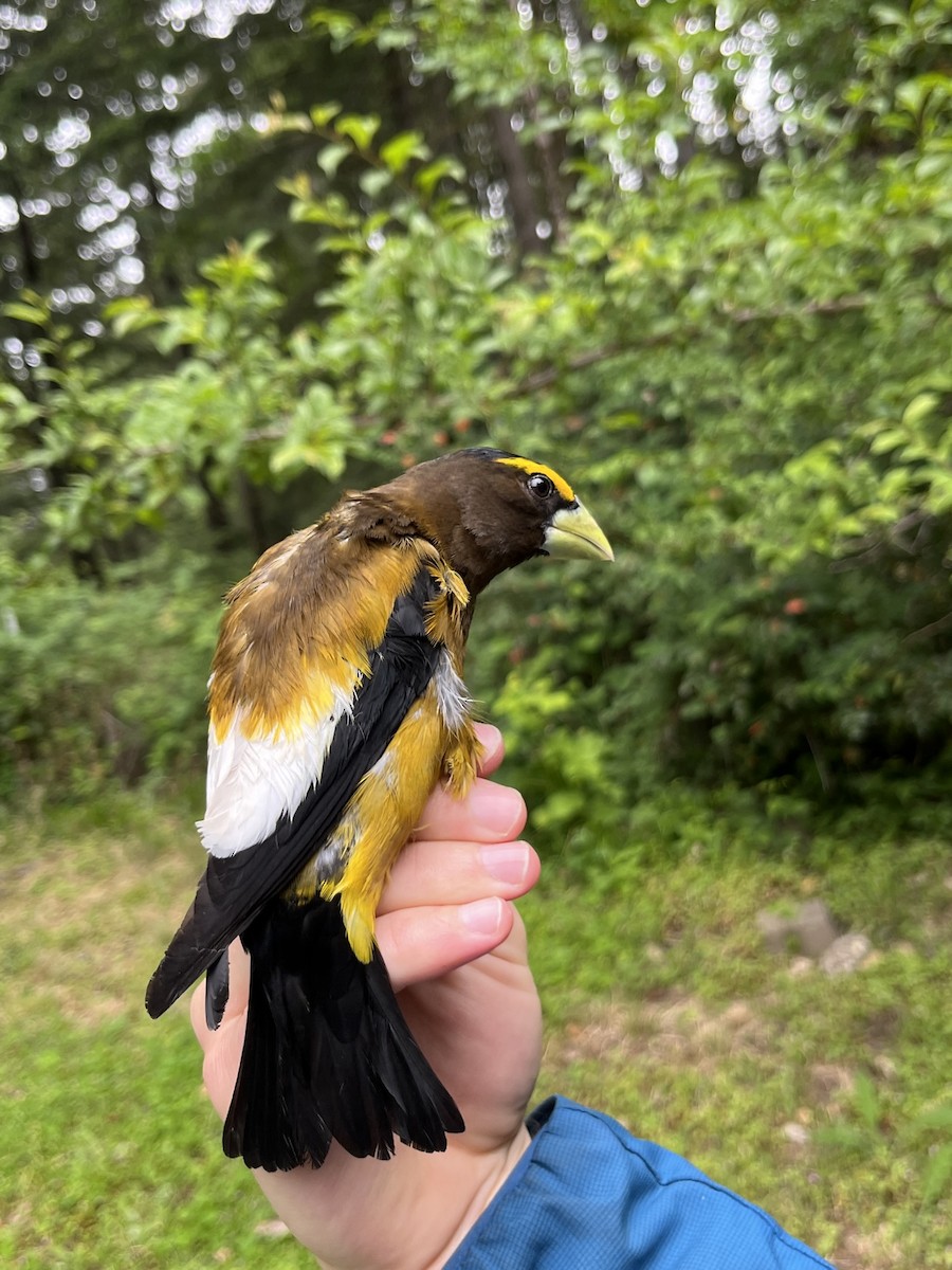 Evening Grosbeak (type 1) - ML637574569