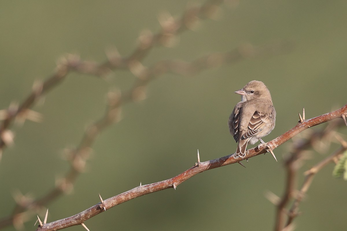 Yellow-throated Sparrow - ML637574579