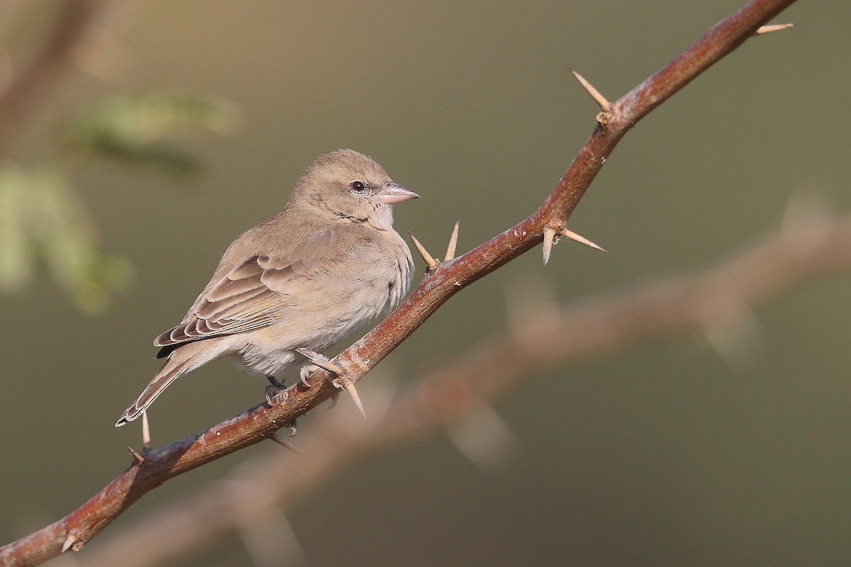 Yellow-throated Sparrow - ML637574580