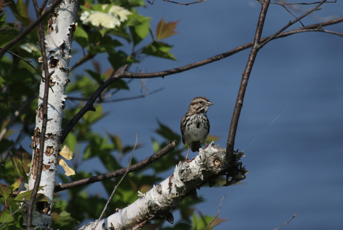 Song Sparrow - ML637574589