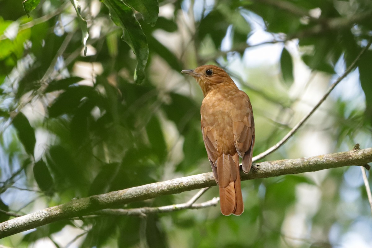 Rufous Piha - ML637574612