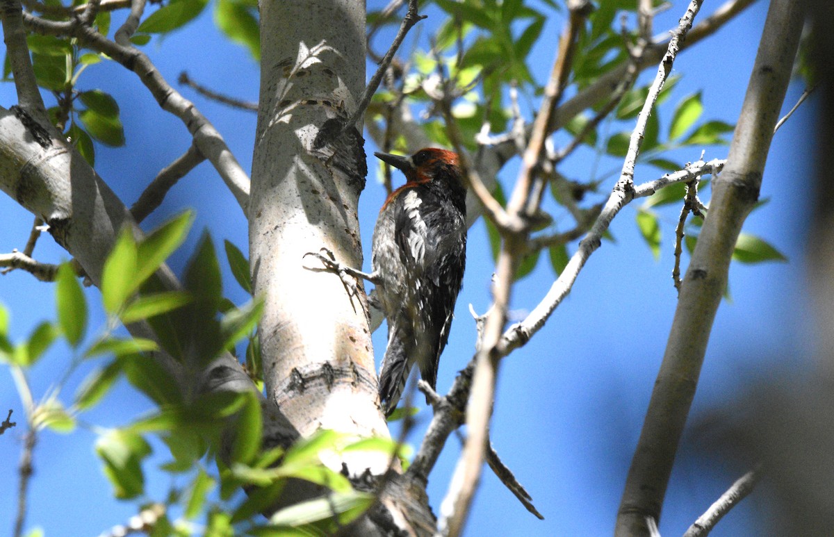 Red-breasted Sapsucker - ML637574613