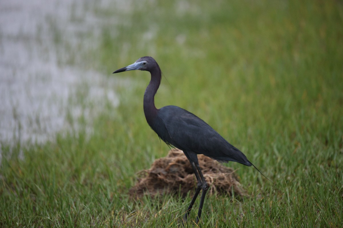 Little Blue Heron - ML637574624