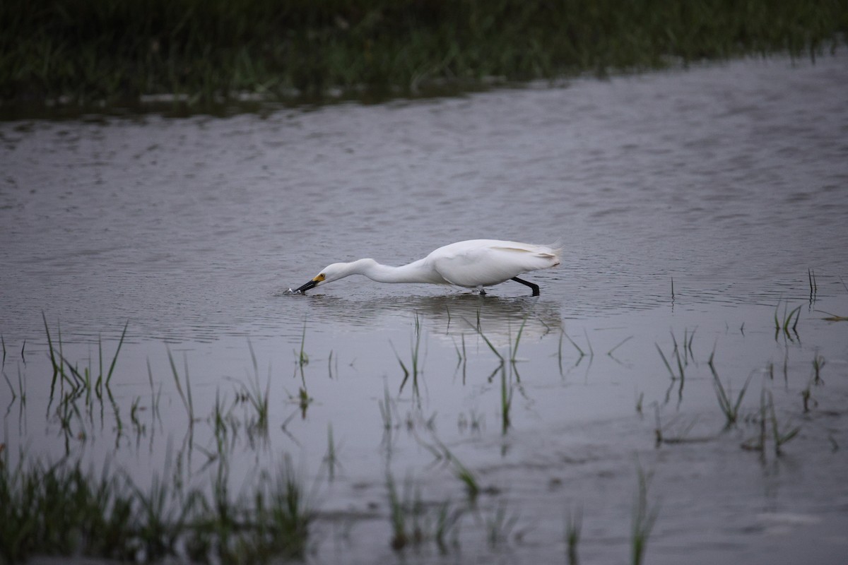 Snowy Egret - ML637574634