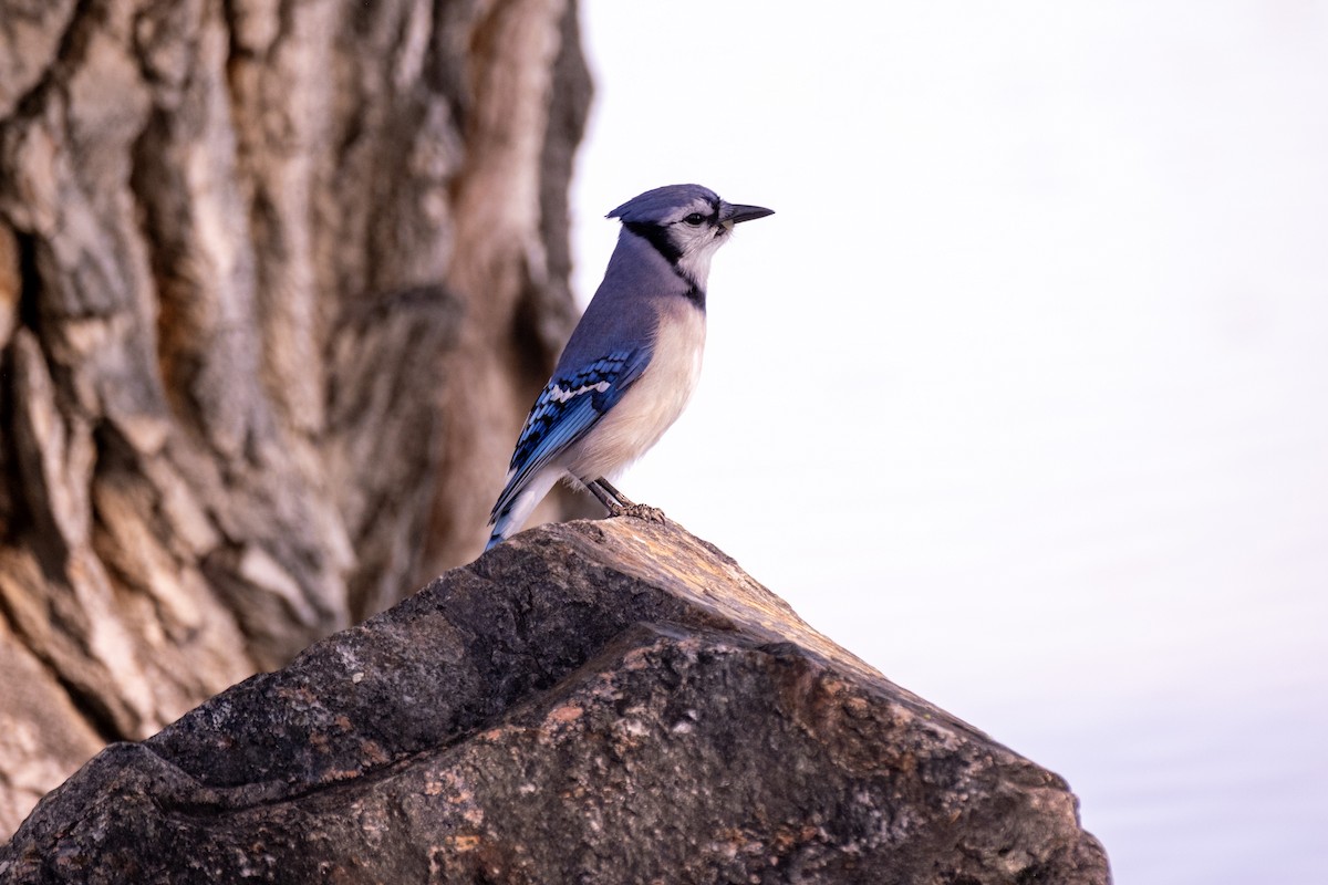 Blue Jay - ML637574646