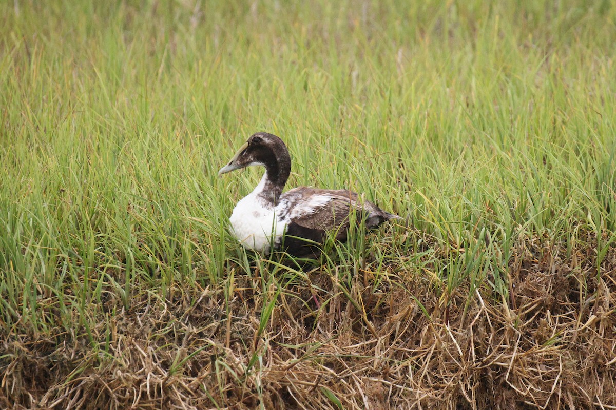 Common Eider - ML637574655