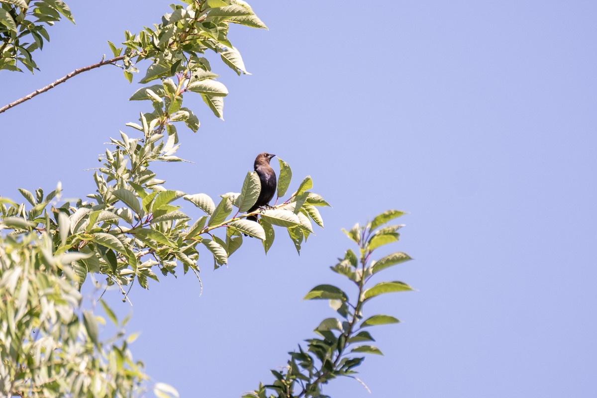 Brown-headed Cowbird - ML637574657
