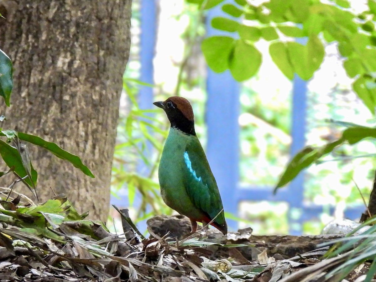 Western Hooded Pitta - ML637574663
