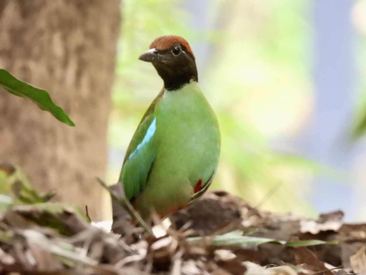 Western Hooded Pitta - ML637574667