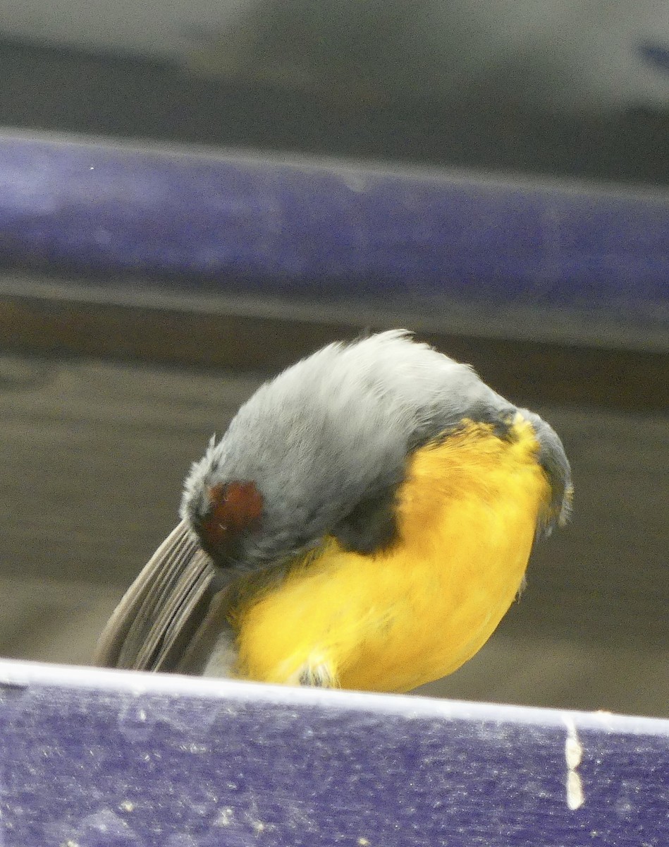 Slate-throated Redstart - ML637574683