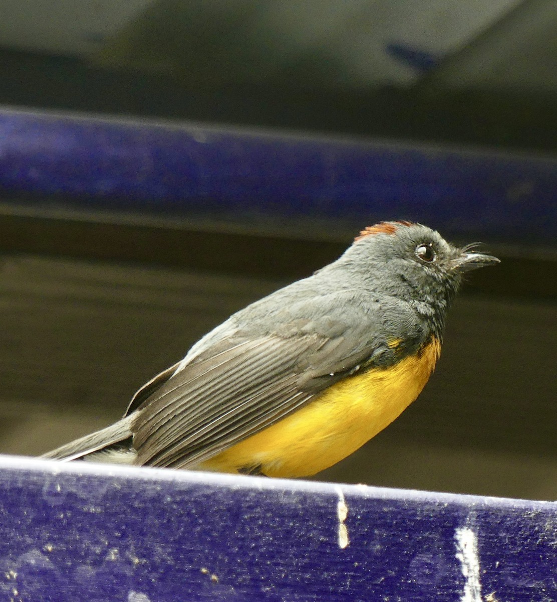 Slate-throated Redstart - ML637574684