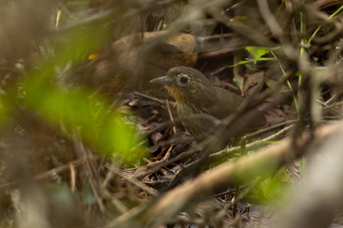 Santa Marta Antpitta - ML637574695