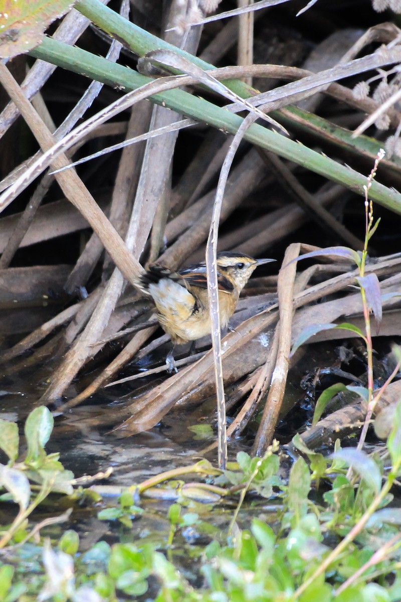 Wren-like Rushbird - ML637574697
