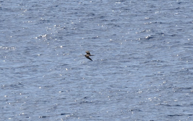 Brown Noddy - ML637574708
