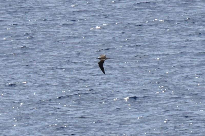 Brown Noddy - ML637574714
