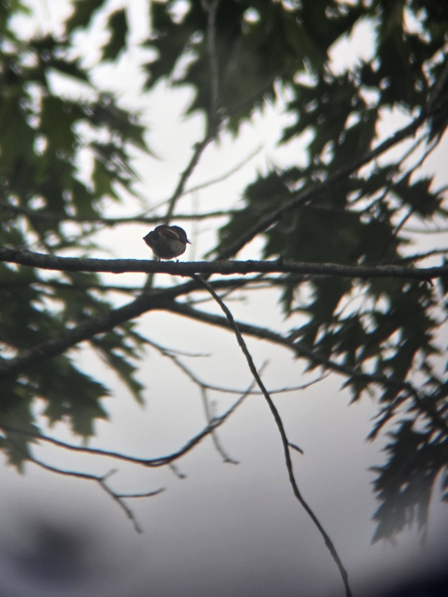 American Redstart - ML637574726