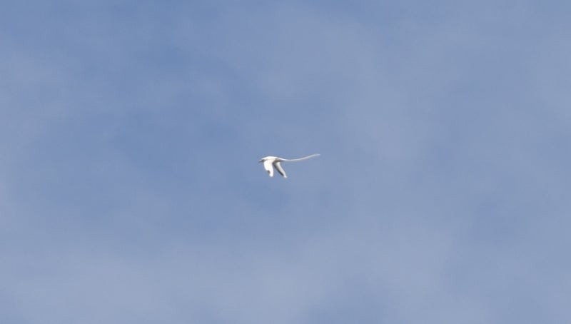 White-tailed Tropicbird - ML637574735