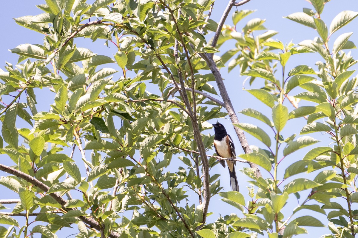 Spotted Towhee - ML637574743
