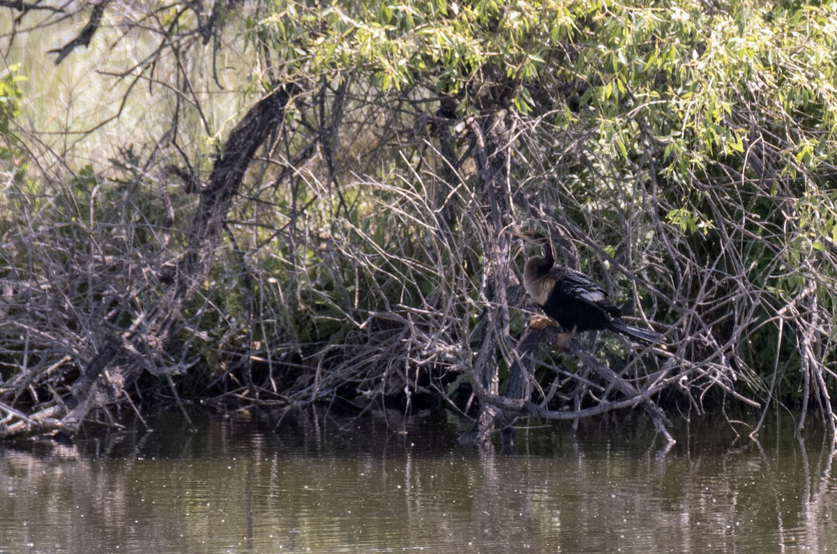 Anhinga - ML637574754