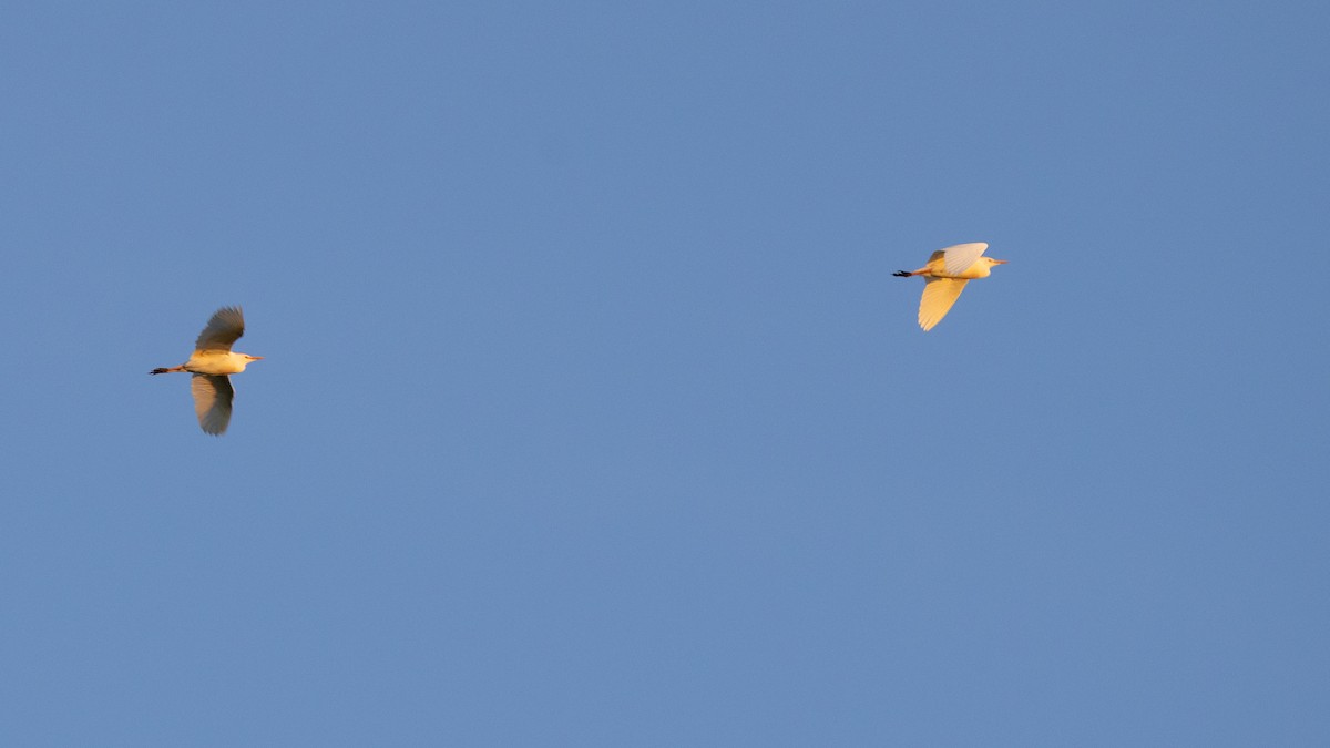 Western Cattle-Egret - ML637574770