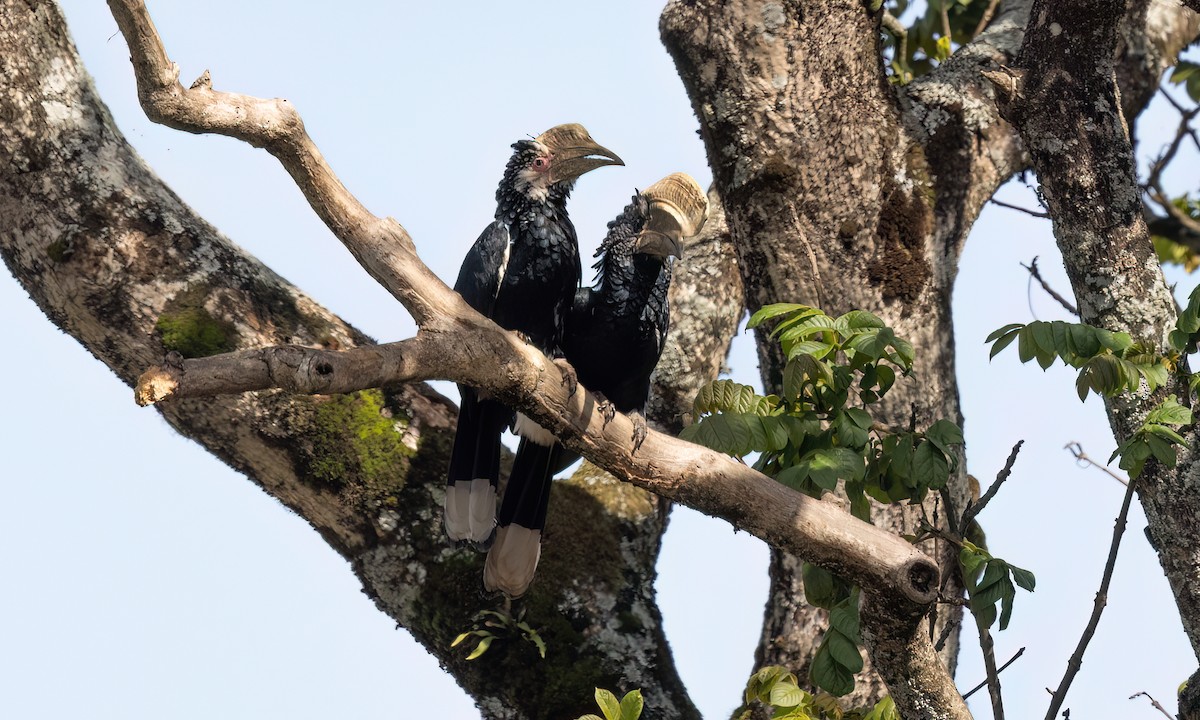 Silvery-cheeked Hornbill - ML637574776