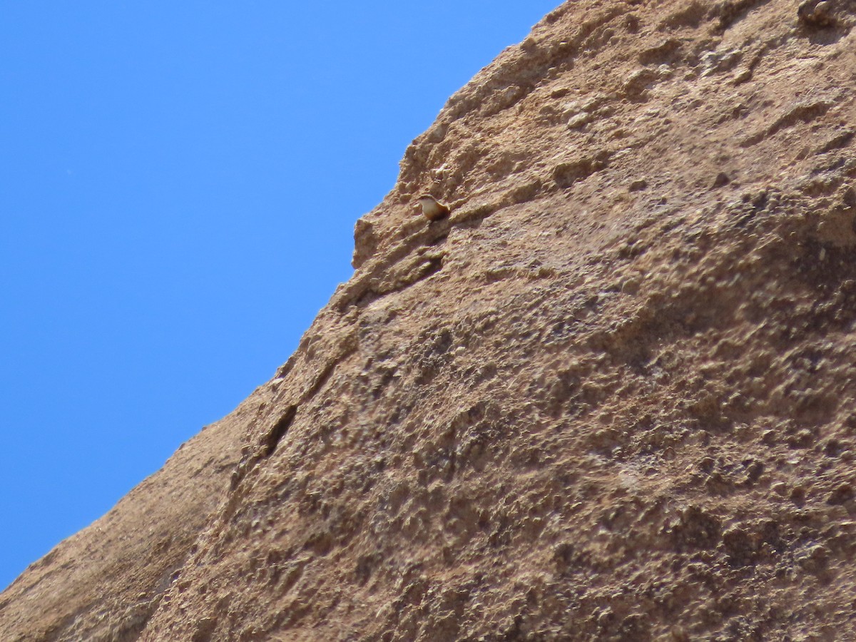Canyon Wren - ML637574797
